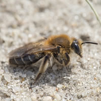 Mining Bees